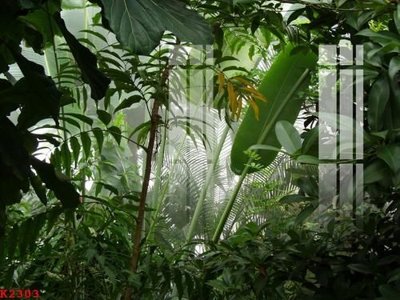 Hình ảnh file gốc in lụa File gốc in tranh tổng hợp K2303