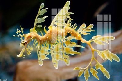 File gốc File gốc in tranh tổng hợp K24569 (in lụa) tranh thuận buồm