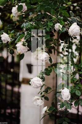 File in ấn File gốc in tranh tổng hợp K24990 chuyên nghiệp