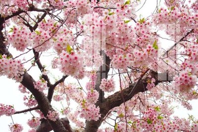 File tranh PSD File gốc in tranh tổng hợp K25663 chất lượng cao