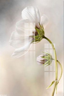 File tranh File gốc in tranh tổng hợp K26260 (ảnh gốc) sắc nét hoàn hảo