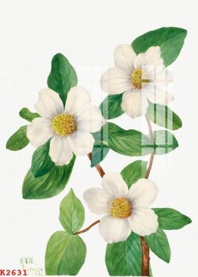 File tranh gốc PSD File gốc in tranh tổng hợp K2631 còn nguyên layer