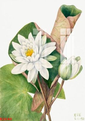 Tải file File gốc in tranh tổng hợp K2640 (gốc) in tranh tráng gương