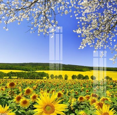 Chi tiết file gốc File gốc in tranh tổng hợp K26883 (cho in tráng gương)