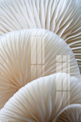 Download file File gốc in tranh tổng hợp K27272 (chất lượng in ấn)