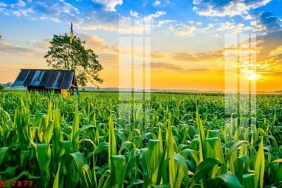 Chi tiết file gốc File gốc in tranh tổng hợp K27877 (cho in tráng gương)