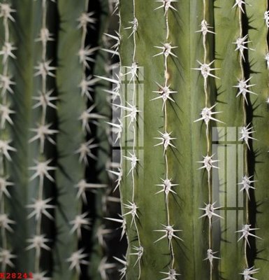 Ảnh gốc File gốc in tranh tổng hợp K28241 (siêu chi tiết) để in ấn