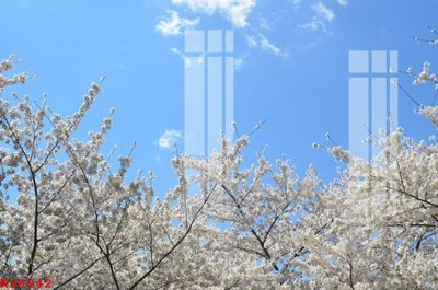 File in trần File gốc in tranh tổng hợp K28242 (bản gốc) 5D