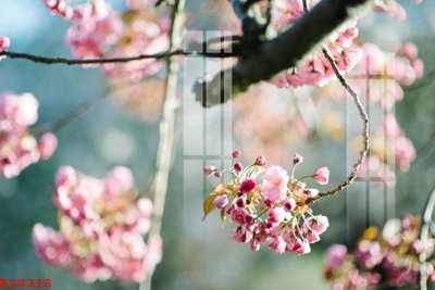 Download file gốc File gốc in tranh tổng hợp K28318 (in mica) logo