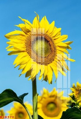 File in ấn File gốc in tranh tổng hợp K28370 (bản gốc) cao cấp