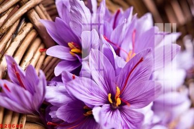 File in ấn File gốc in tranh tổng hợp K28640 (bản gốc) cao cấp