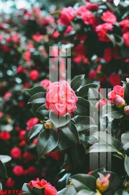 File PSD File gốc in tranh tổng hợp K28758 (bản gốc) cho nhà in