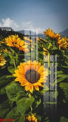 Ảnh gốc File gốc in tranh tổng hợp K28787 (nét căng) in mica