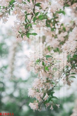 File gốc File gốc in tranh tổng hợp K28913 (phiên bản chuẩn) để in ấn