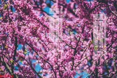 File in ấn File gốc in tranh tổng hợp K28919 chuyên nghiệp