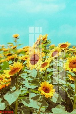 File tranh File gốc in tranh tổng hợp K29365 (ảnh gốc) in trần nhà