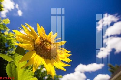 File gốc File gốc in tranh tổng hợp K29461 (phiên bản chuẩn) để in ấn