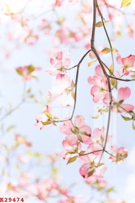 File tranh File gốc in tranh tổng hợp K29474 (bản gốc) treo tường