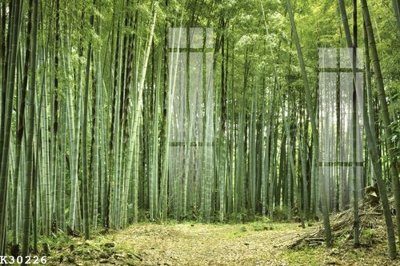 File tranh PSD File gốc in tranh tổng hợp K30226 chất lượng cao