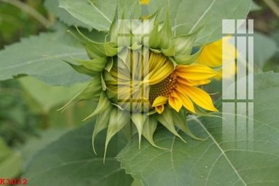 Download file File gốc in tranh tổng hợp K3032 (gốc) in mica ốp bếp