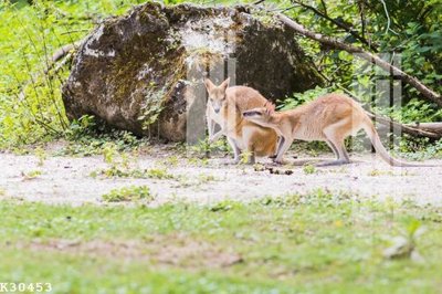 File PSD File gốc in tranh tổng hợp K30453 (nguyên gốc) chất lượng cao