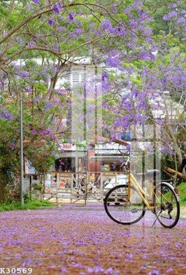 File tranh in tráng gương File gốc in tranh tổng hợp K30569 (siêu nét)