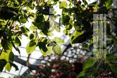 File gốc File gốc in tranh tổng hợp K30864 (in tráng gương) ốp tường