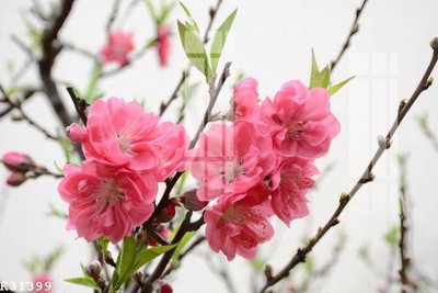 File gốc File gốc in tranh tổng hợp K31399 (phong cách) cổ điển