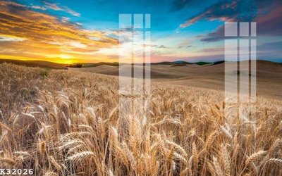 File tranh File gốc in tranh tổng hợp K32026 (gốc) in backlit film