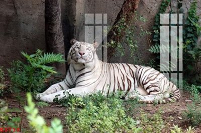 File tranh File gốc in tranh tổng hợp K3719 (gốc) chủ đề thiên nhiên