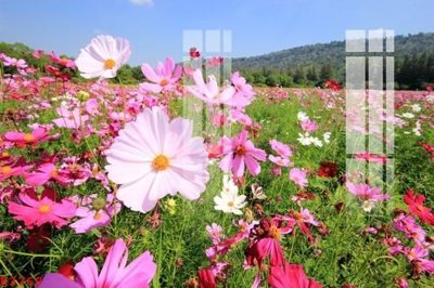 File tranh gốc File gốc in tranh tổng hợp K3769 (bản đẹp) độc quyền