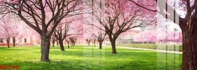 File tranh File gốc in tranh tổng hợp K3924 (ảnh gốc) không bị mờ