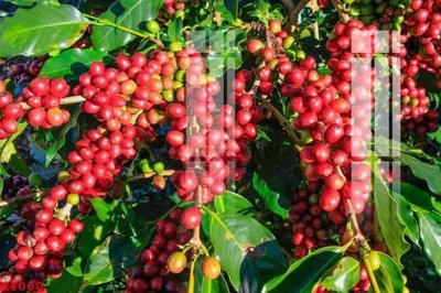 File tranh File gốc in tranh tổng hợp K4060 (gốc) in trên kính