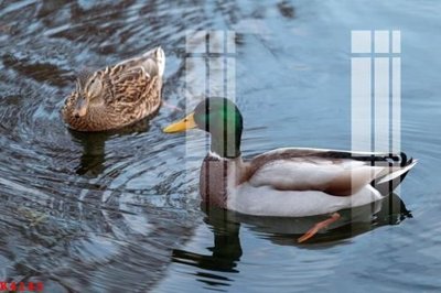 File ảnh File gốc in tranh tổng hợp K4143 (gốc) cho trang trí nội thất