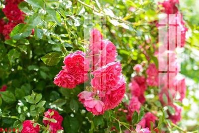 Tải file File gốc in tranh tổng hợp K4241 (ảnh gốc) in gạch 3D