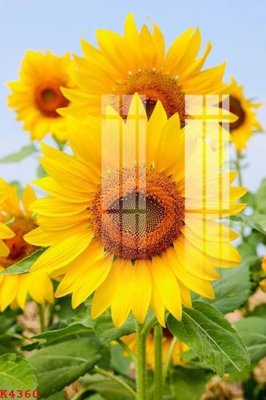 Tải file gốc File gốc in tranh tổng hợp K4360 (in bạt) quảng cáo