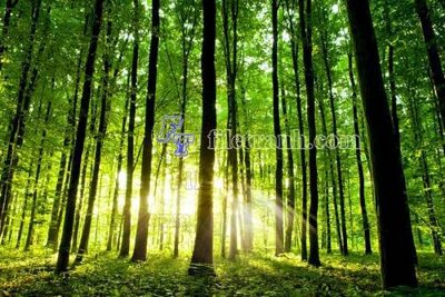 File gốc File gốc in tranh tổng hợp tường nền K45461 (vector) cho in ấn