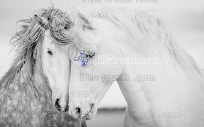 Tải về file gốc File tranh gốc dán tường hươu nai sừng K47008 (dùng cho in quảng cáo)