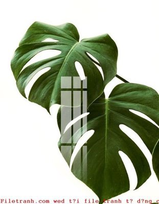 File in ấn File gốc in tranh tổng hợp K50239 (bản gốc) cao cấp