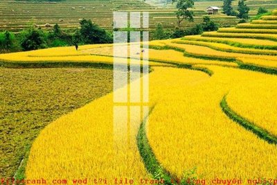 Cung cấp file tranh gốc File gốc in tranh tổng hợp K52342 độc quyền