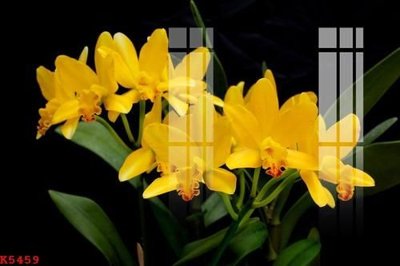 Tải về file tranh gốc File gốc in tranh tổng hợp K5459 (để in quảng cáo)