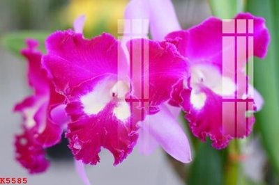 Ảnh mô tả file gốc in mica File gốc in tranh tổng hợp K5585