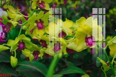 File gốc File gốc in tranh tổng hợp K5586 (dành cho trang trí nội thất)