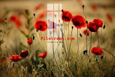 File in ấn File gốc in tranh nền tường tổng hợp K59054 (bản gốc) sắc nét