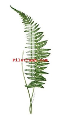 File tranh gốc File gốc in tranh nền tường tổng hợp K59398 (bản quyền) file PSD