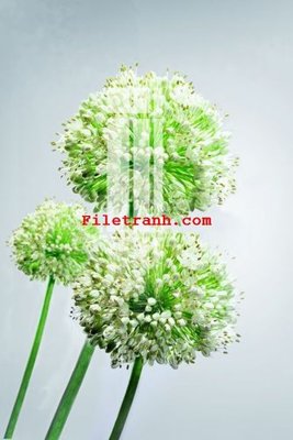 File tranh File gốc in tranh nền tường tổng hợp K59615 (file gốc) chủ đề phong thủy