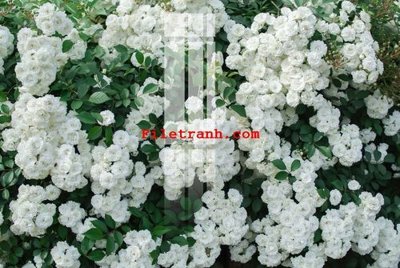 Chi tiết file gốc File gốc in tranh nền tường tổng hợp K60599 (cho in tráng gương)