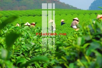 File tranh File gốc in tranh nền tường tổng hợp K61076 (gốc) chủ đề con người