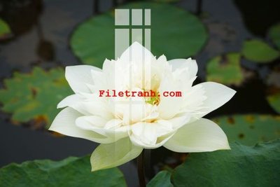 File gốc File gốc in tranh nền tường tổng hợp K61813 (cho in ấn) từ kho Filetranh