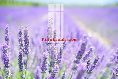 Tải file gốc File gốc in tranh nền tường tổng hợp K62083 (in tráng gương) siêu đẹpFile tranh gốc File gốc in tranh nền tường tổng hợp K62083 chất lượng cao